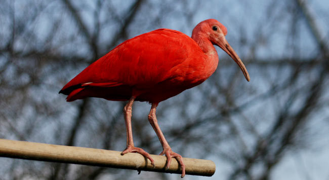 立派な赤い鳥