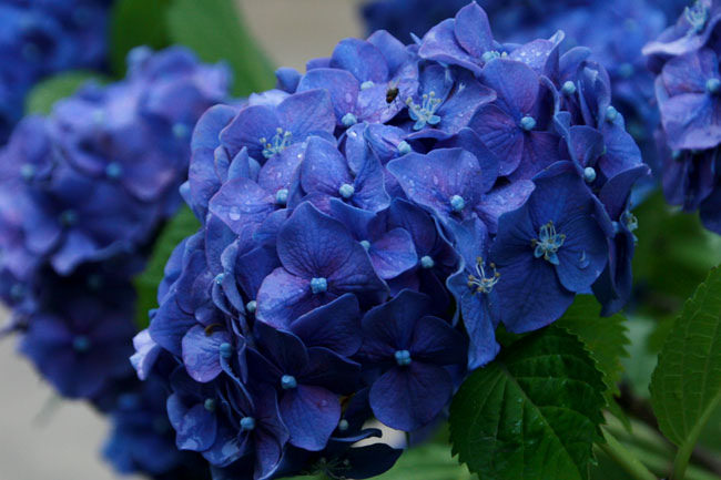 青紫のアジサイ