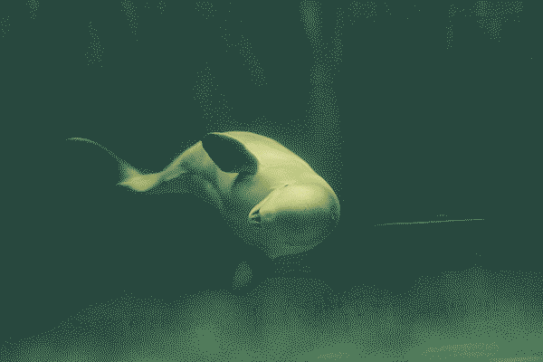 イルカの芸をする動きを表現したGIFアニメ（横幅: 600・容量: 250KB）