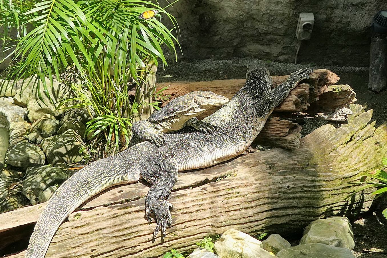 Water Monitor Lizard（ミズオオトカゲ）