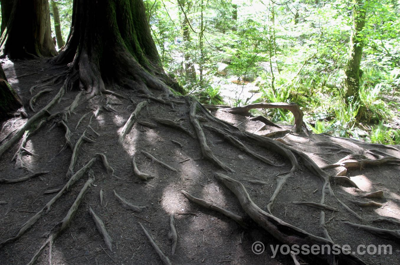 インパクトのある根っこを持つ木