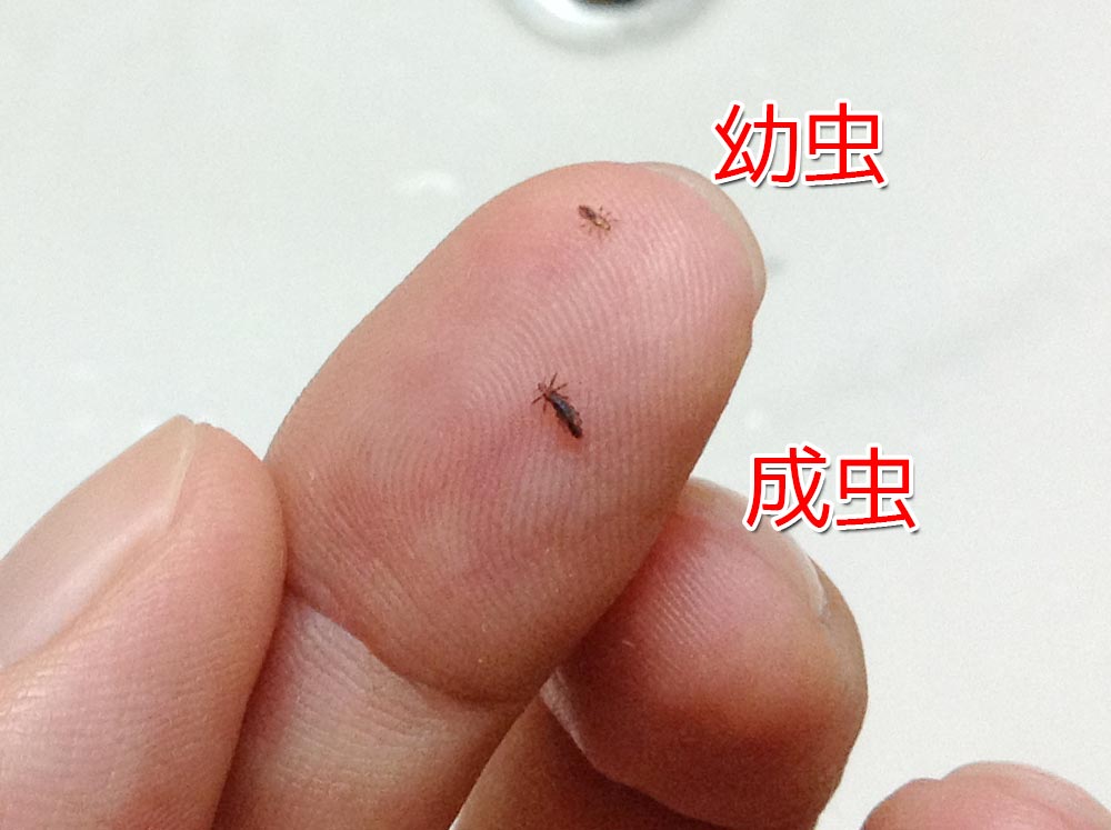 シラミは見つかったが生きているシラミは見つからなかった場合の対処法
