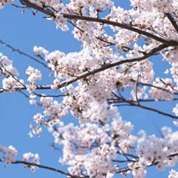 きらびやかなその姿