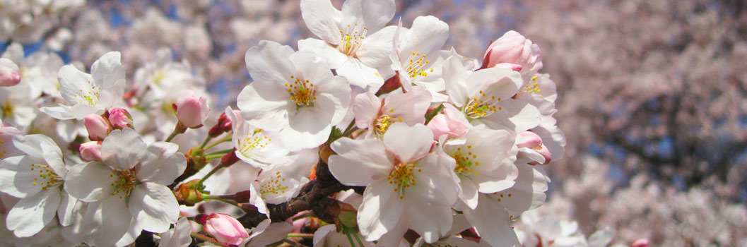 桜に魅了される理由