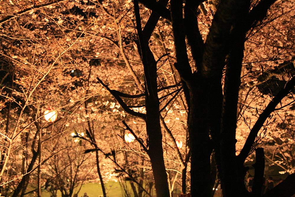 桃陵公園の夜桜