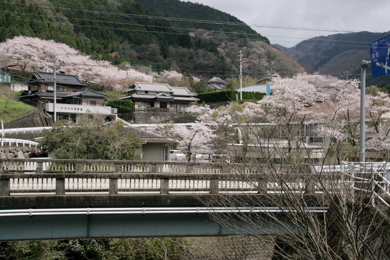 明神橋と桜