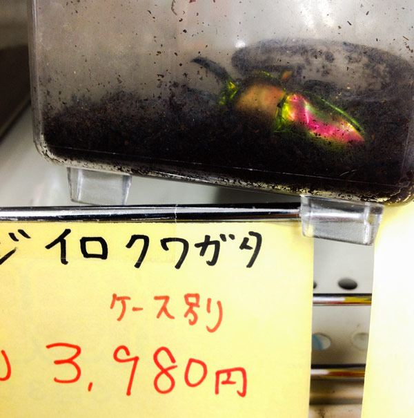 2014年7月5日の投稿