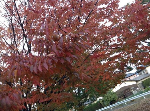 2014年11月19日の投稿