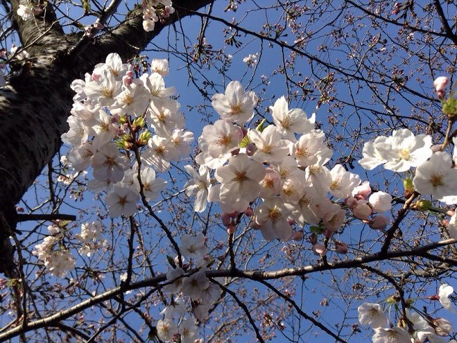 2015年3月29日の投稿