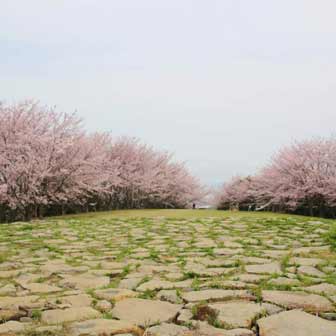 香川 お花見で青ノ山へ 瀬戸内海を臨む展望台がイケてます ヨッセンス