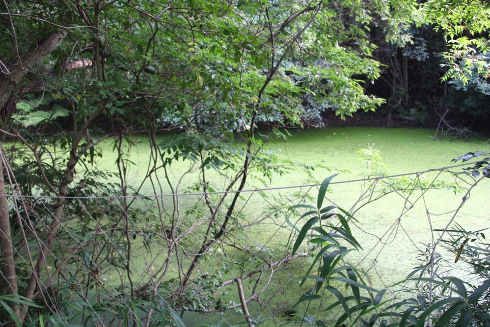 淡路島マンモスにある池