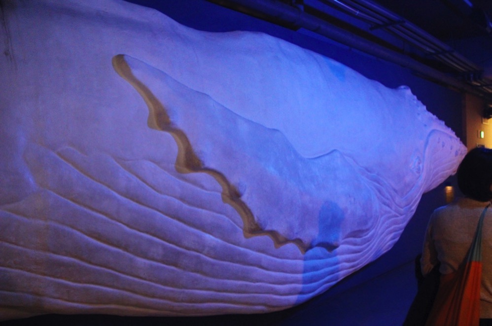 シロナガスクジラのオブジェ