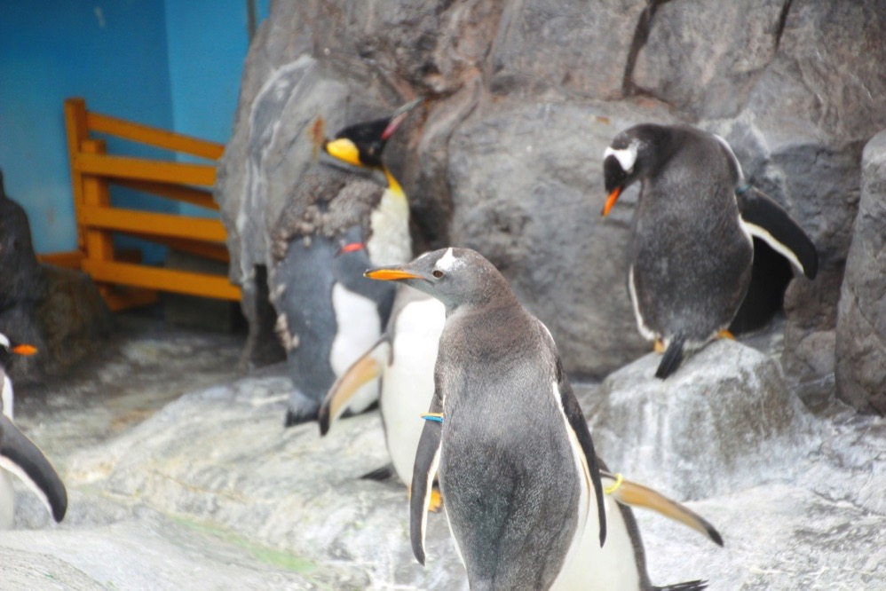 ペンギンがいっぱい