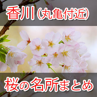 お花見スポット 香川県丸亀付近でオススメの桜の名所まとめ ヨッセンス