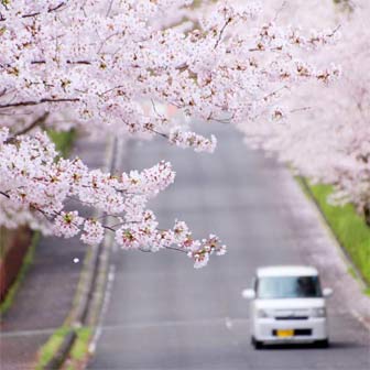 お花見スポット 香川県丸亀付近でオススメの桜の名所まとめ ヨッセンス