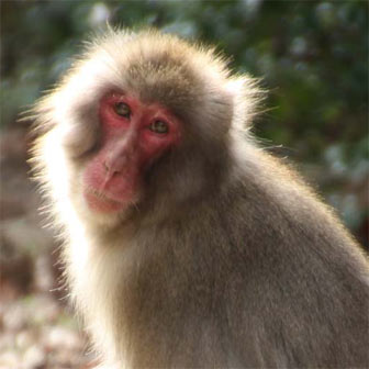小豆島銚子渓にある お猿の国 で猿にまみれてきたよ ヨッセンス
