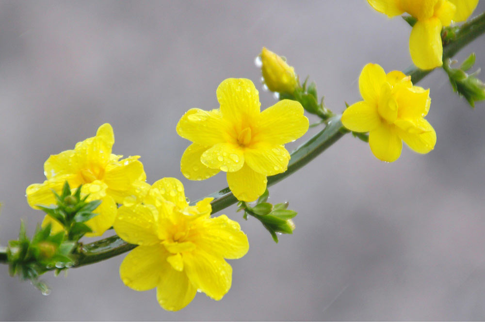 黄色くてきれいな花