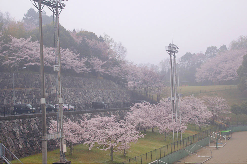 球場の桜