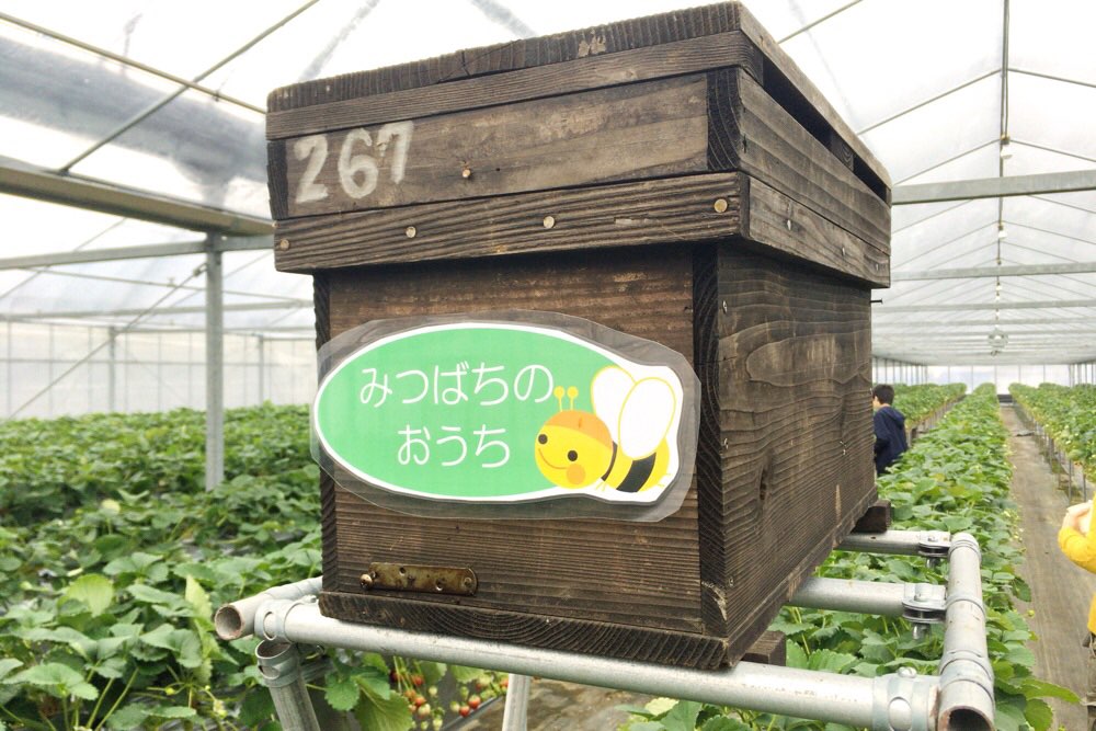 ミツバチの箱